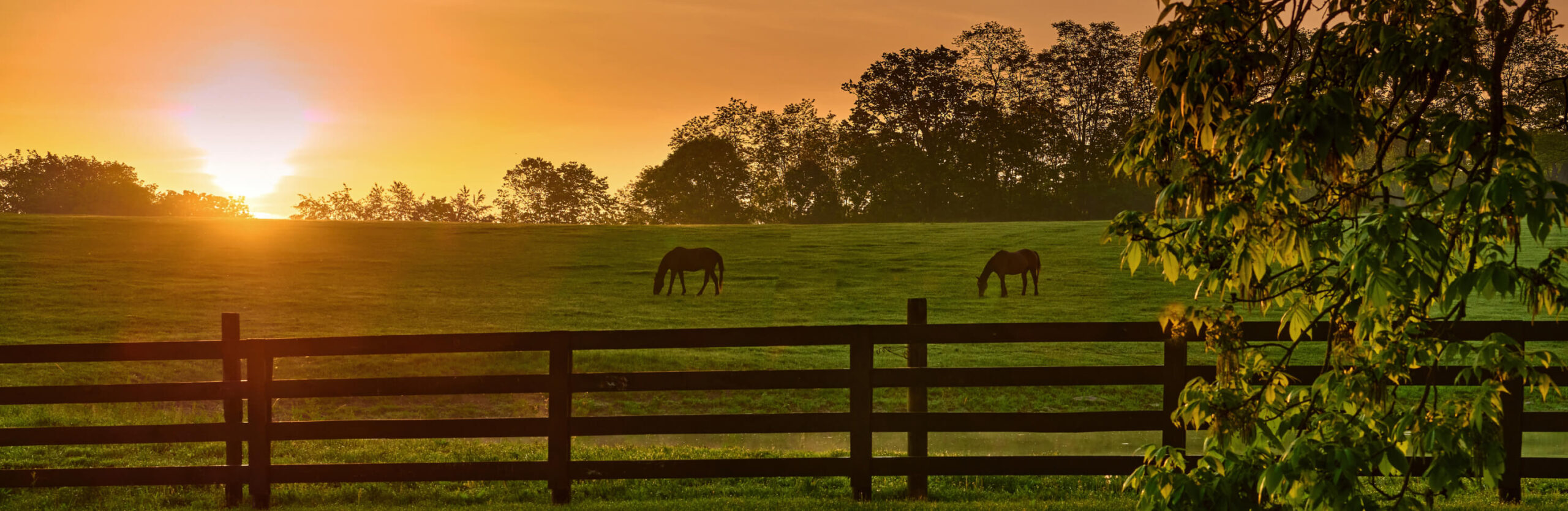 horses in farm