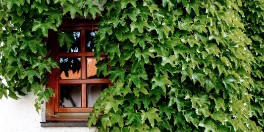 Window with ivy